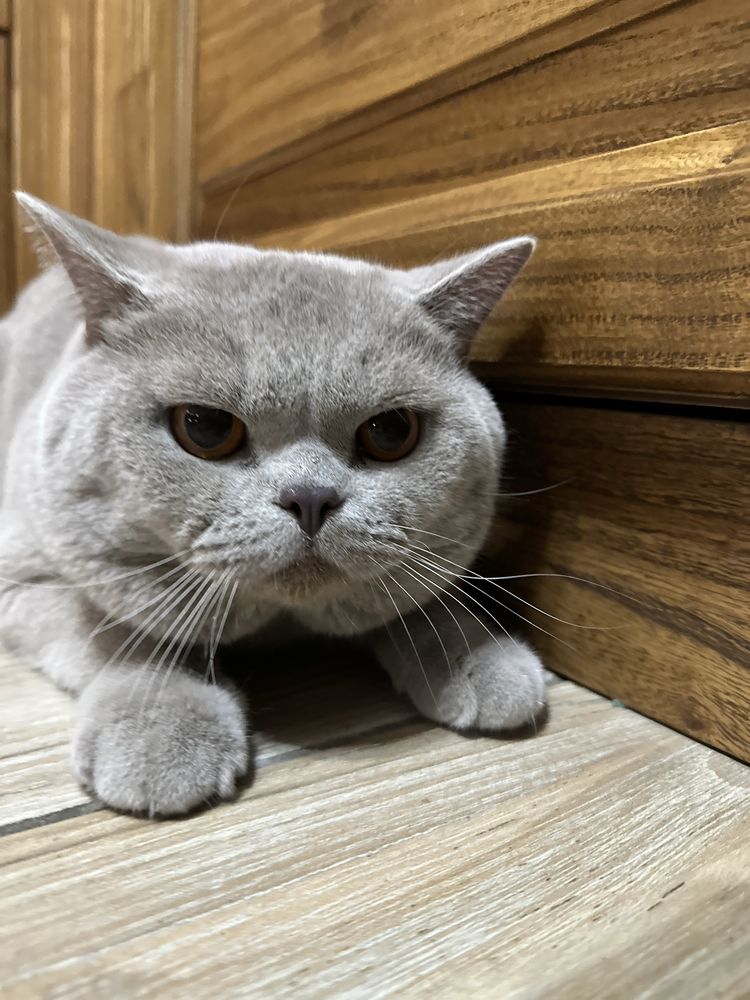 Кот на вязку привозной короткошерстный британец