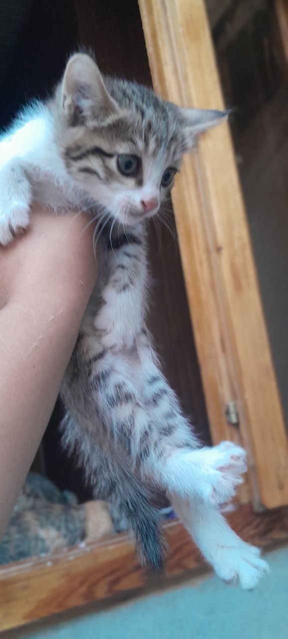 Отдаю бесплатно котят в добрые руки