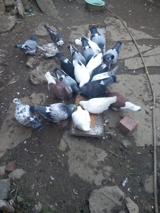 Porumbei mondain de vanzare