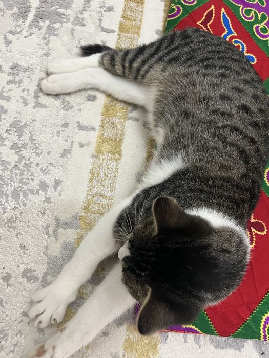 Мысық кошка продам