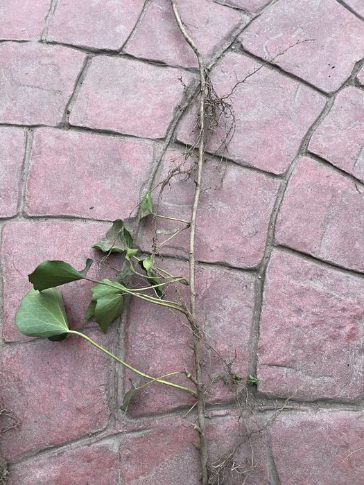 Iedera vesnic verde / Hedera helix -minim 50 cm