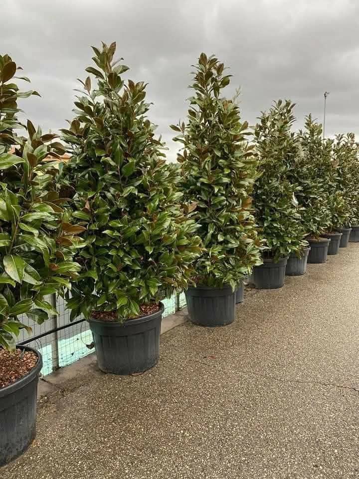 Vând tuia leylandii suntem producător oferim livrare gratuita în toată