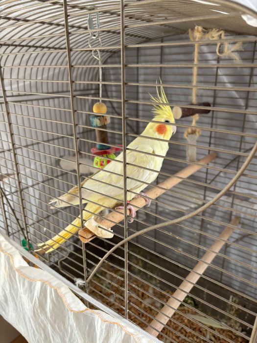 Папагал с клетка