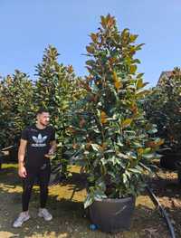 Magnolia grandiflora tufa 1.5m - 5m, calitate extra,