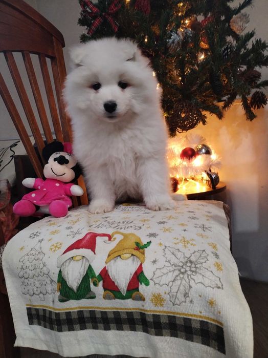 Прекрасни самоедчета.