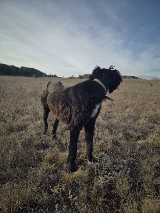 Продам тазы 1,4 ай