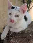 donatie pui pisica cca 3 luni, baiat