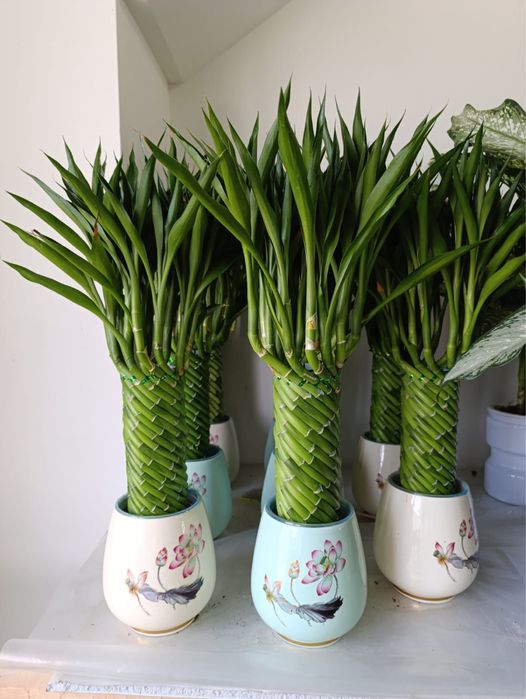 Бамбук для привлечения  достатка