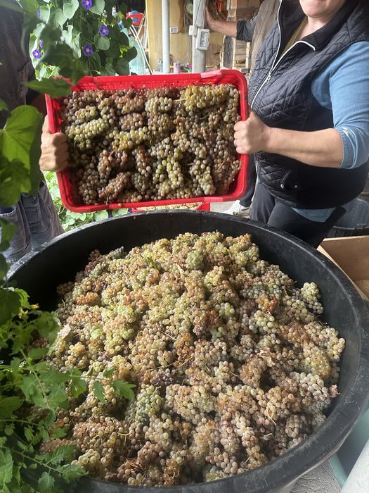 Struguri pentru vin productie 2025 din podgoriile Vrancei!