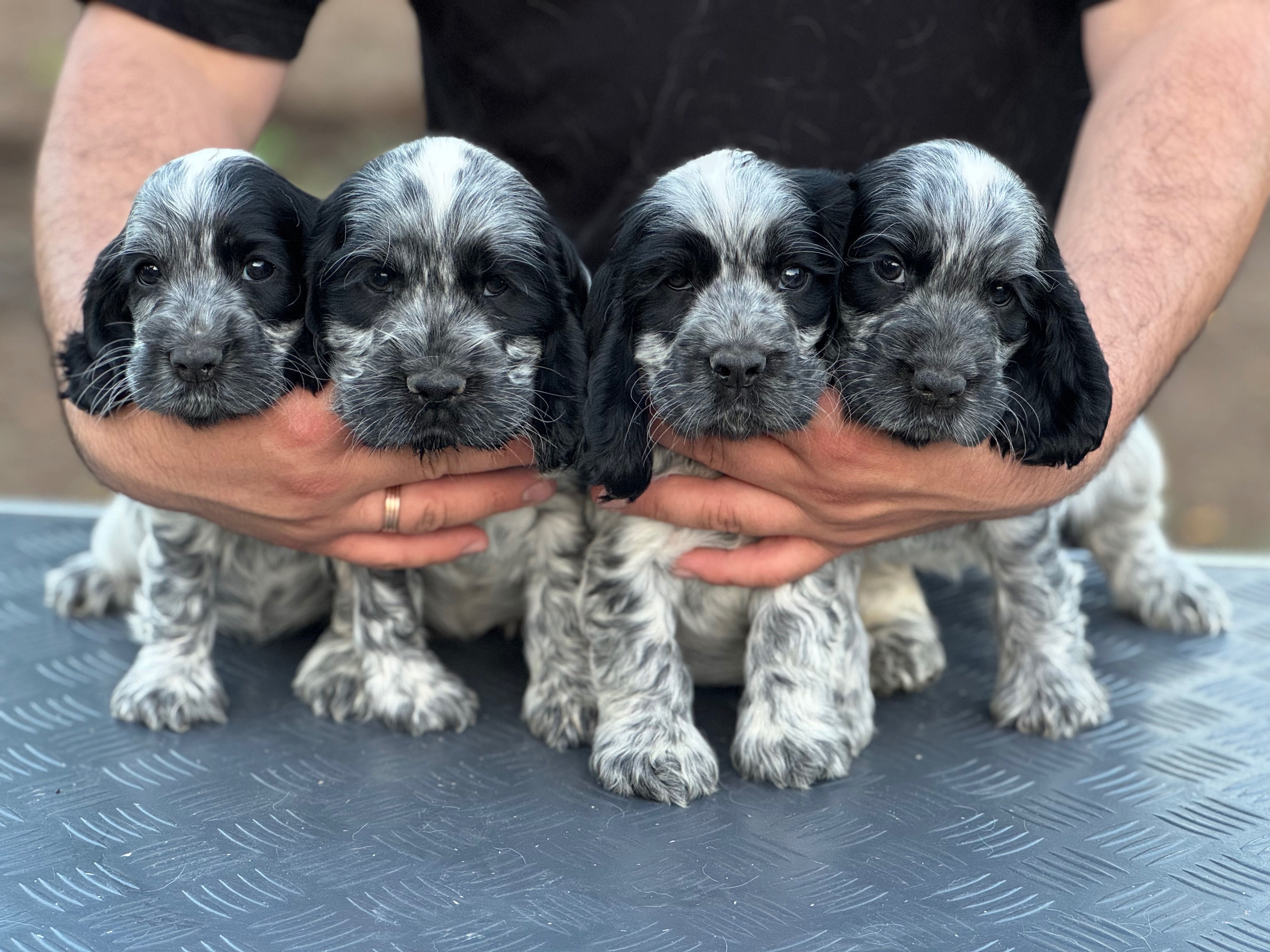 Pui de Cocker Spaniel Englez