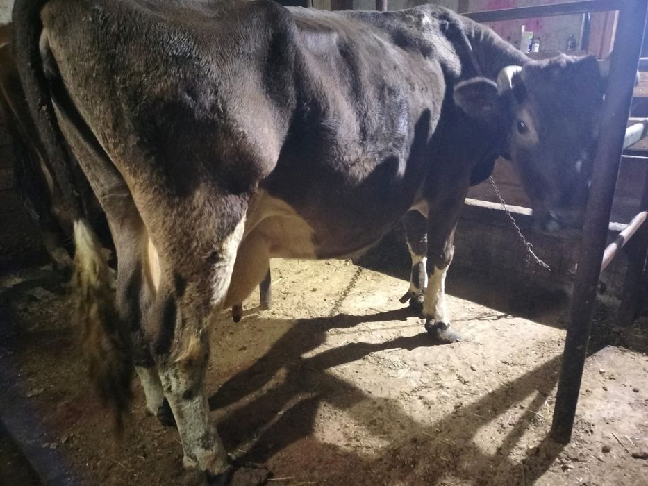 De vânzare vaca cu lapte