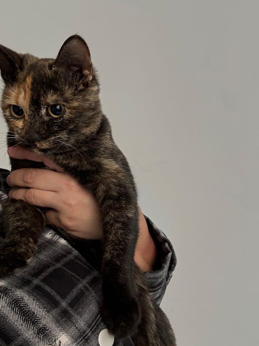 Котенок бесплатно в добрые руки