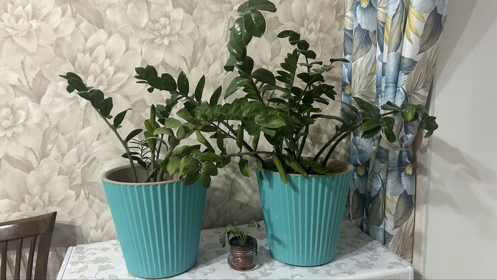 Замиокулькас долларовое дерево