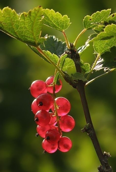 Arbusti Fructiferi (Agris Rosu )