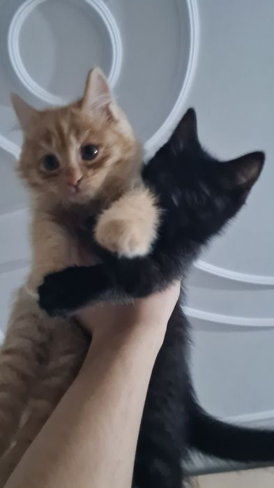 продаются кошки  отдам в хорошие руки