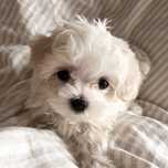 Pui Bichon Maltez Toy