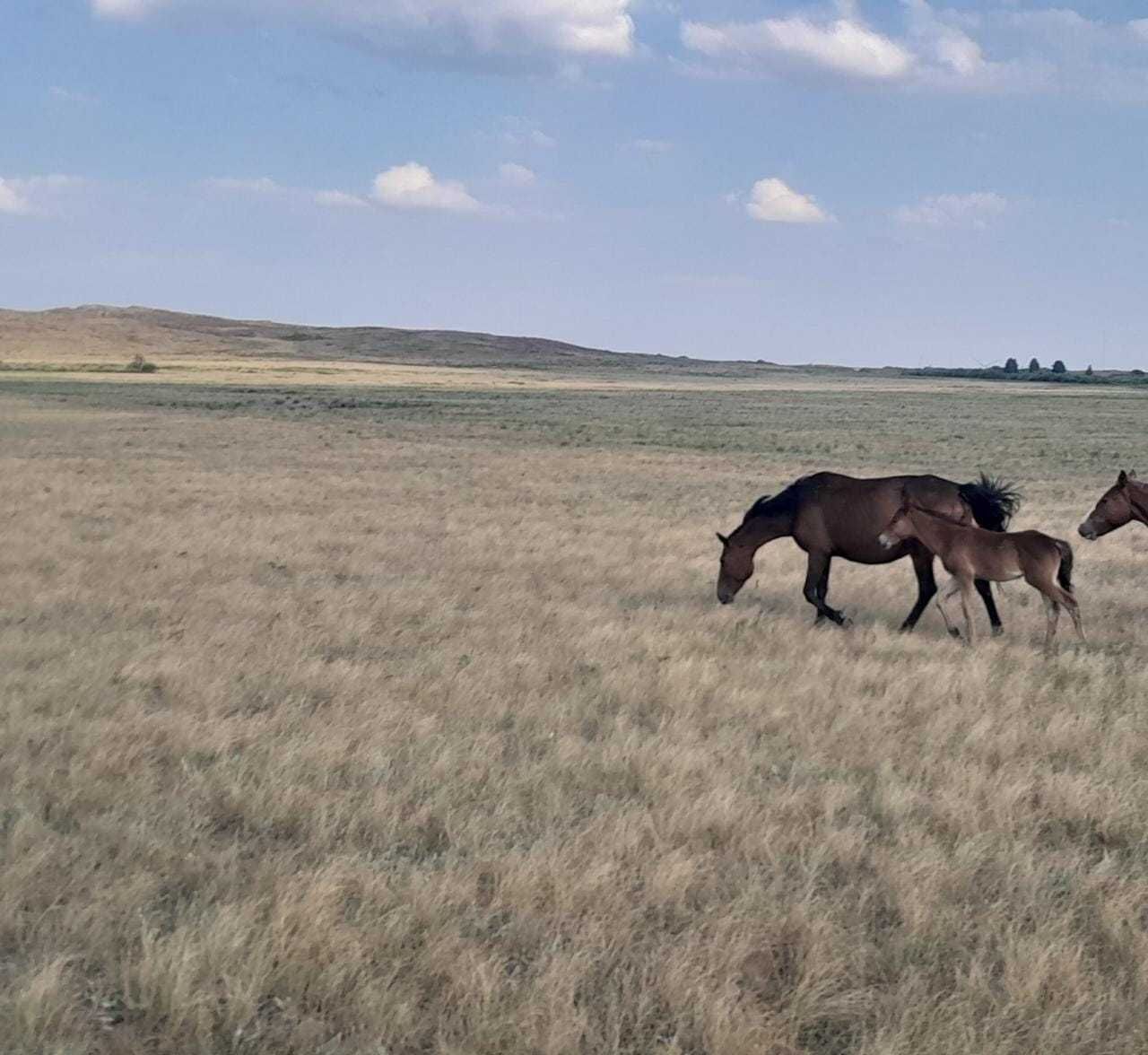 2 кобылы с жеребятами, в марте снова жеребятся, 2 бие кулынымен сатам.