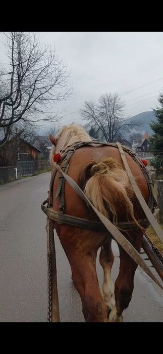 Armăsar de 3 ani de vânzare
