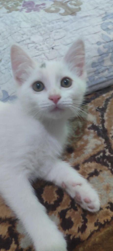 Отдам мамочку и котенка
