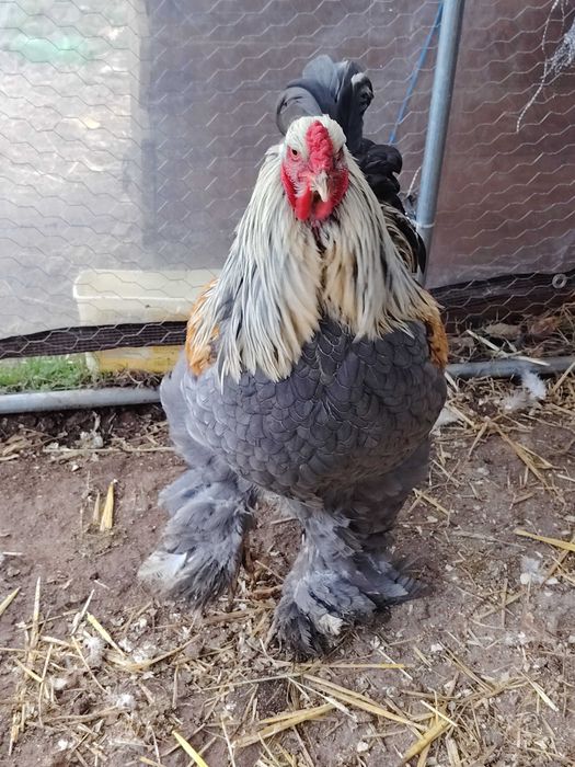 Брама сьомгова ярки+петел