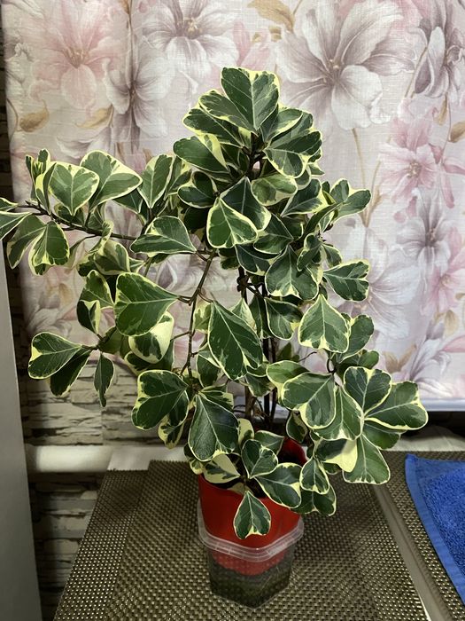 Фикус триангулярис Кротоны