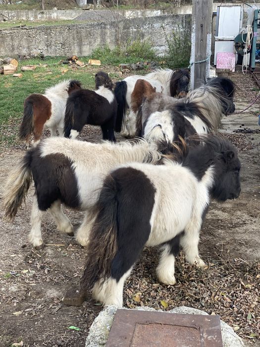 Mini pony shetlander