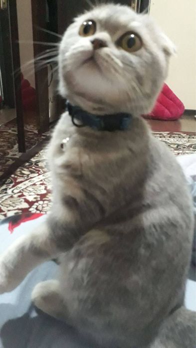 Срочно продается Scottish Fold кот 1 год