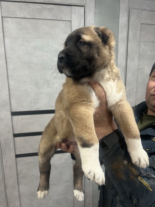 Щенки породы Кангал 1 месяц