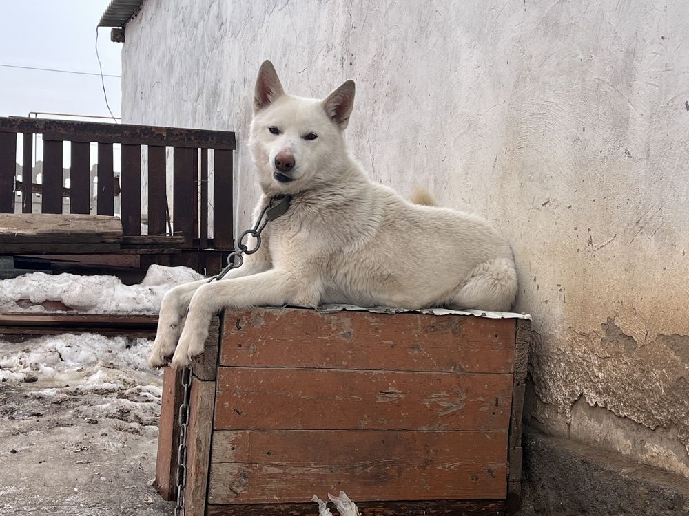 Лайка чисткровный