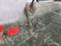Отдам котенка в хорошие руки