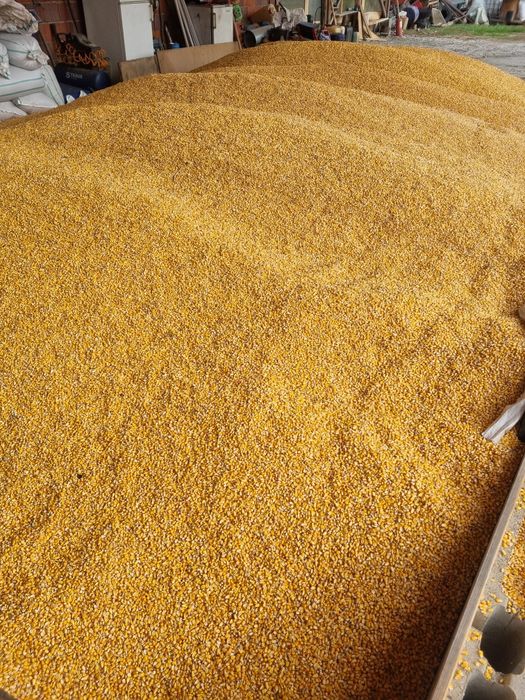 Porumb recoltă 2025