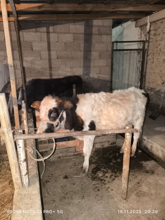 Продам тёлку хорошая порода