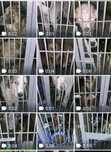 Породистые и дворняжки и щеночки с паспортом чипом в добрые руки 
Чипи