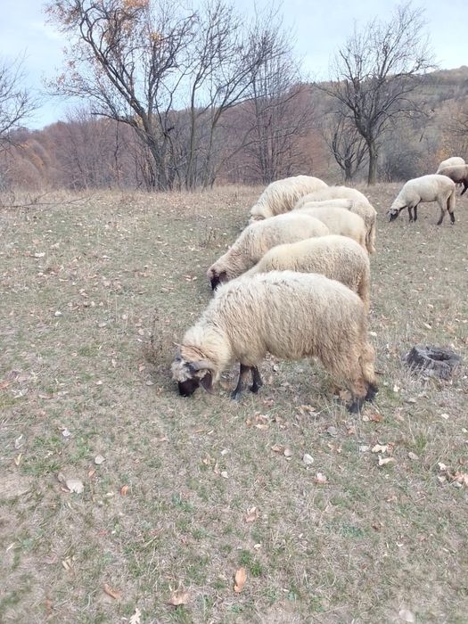 De vanzare doi berbeci Carabaș