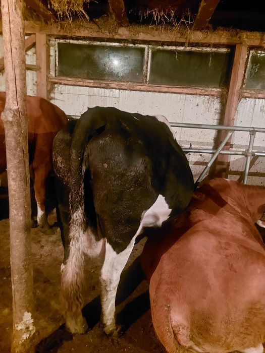 Vand vaca buna de lapte baltata cu negru