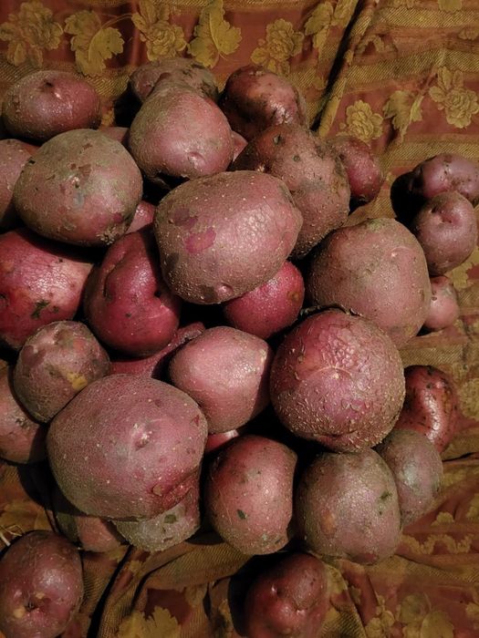 Продаю домашнюю картошку