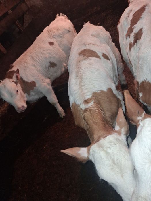 Vand doi vitei Baltati !