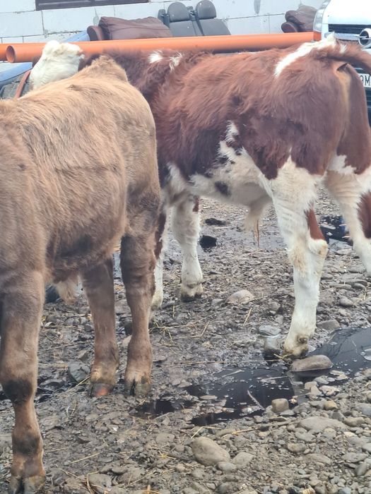 Se vinde 2 taurasi foarte frumoși grași 60 bucata 7..8 luni