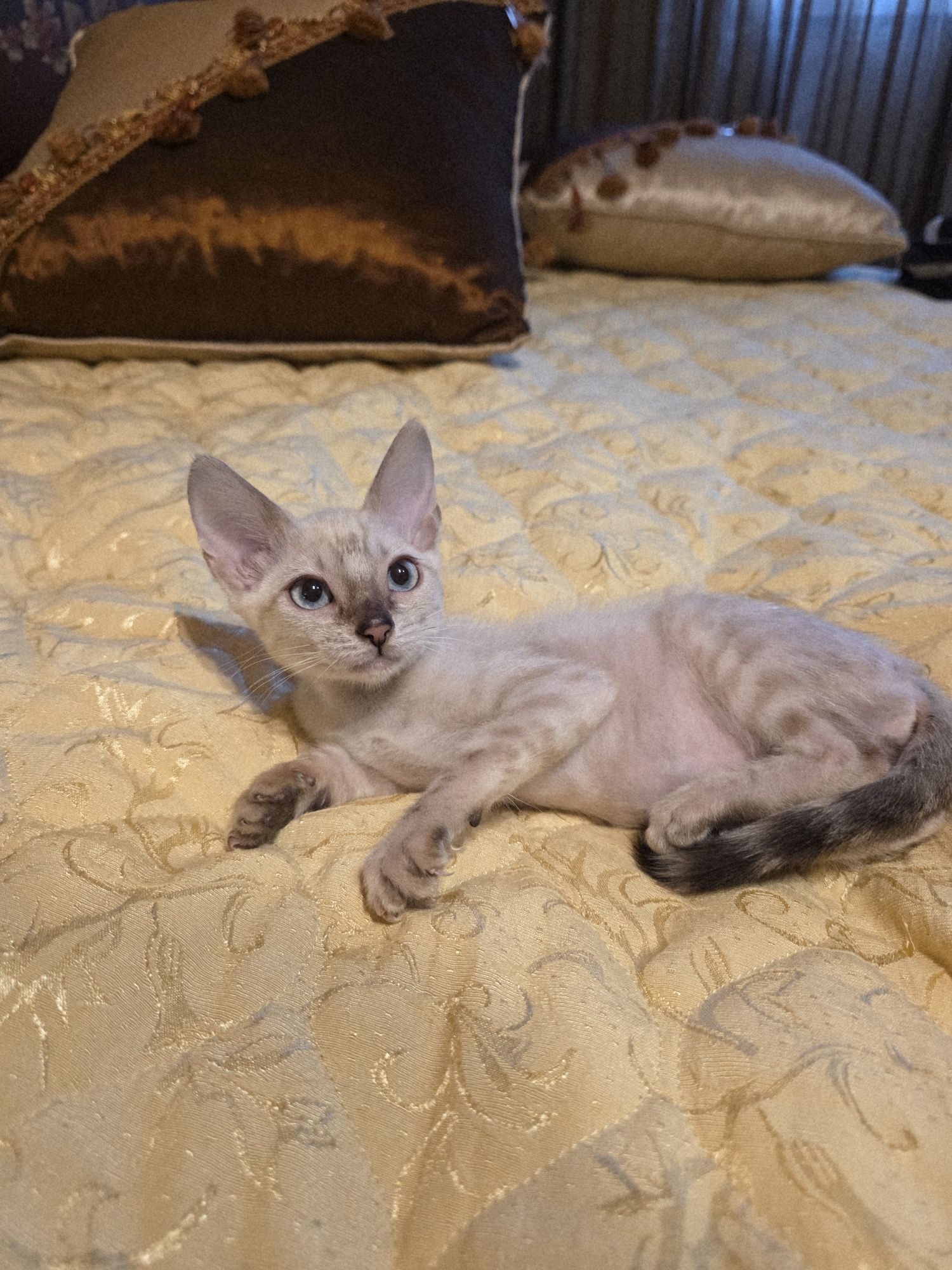 Бенгалски котета