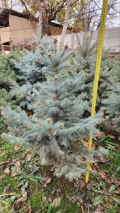 archa galuboy ель голубой ели голубые archalar el ель