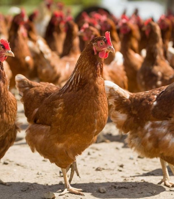 Тауық несушка Лаунбраун