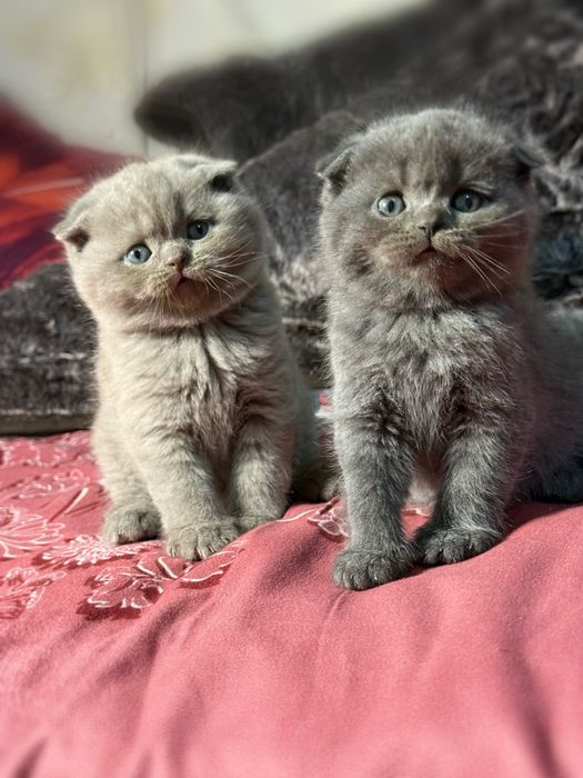 Мушукчалар сотилади зоттор аклли