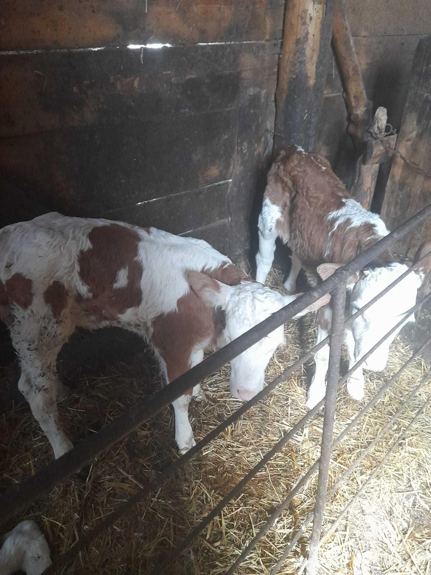Vand vitei baltata românească sugari