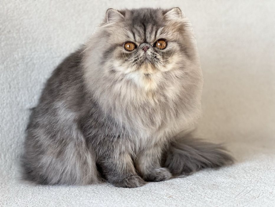 Чистопородна персийска женска котка-3 години, синьо таби – търси дом