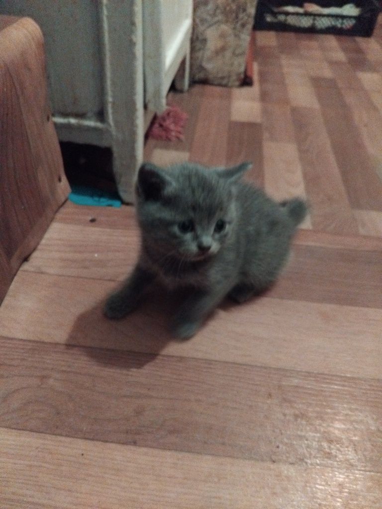 Отдам котят вроде как девочки