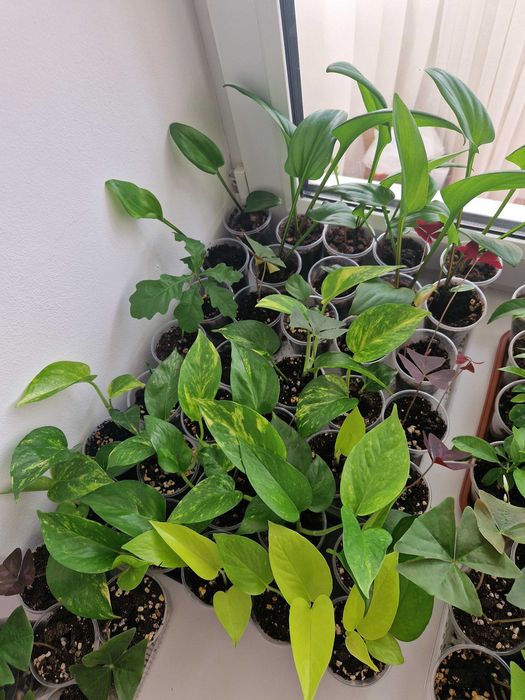 Сциндапусы по 800 тг