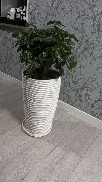 Радермахера пышная