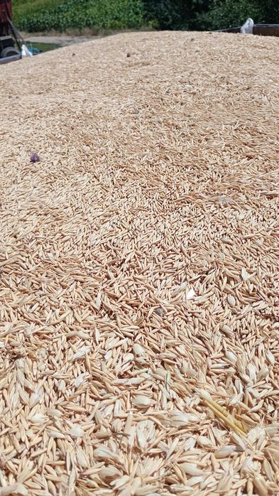 Vând sau schimb ovăz