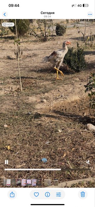 Шамо шоже 3 айлык