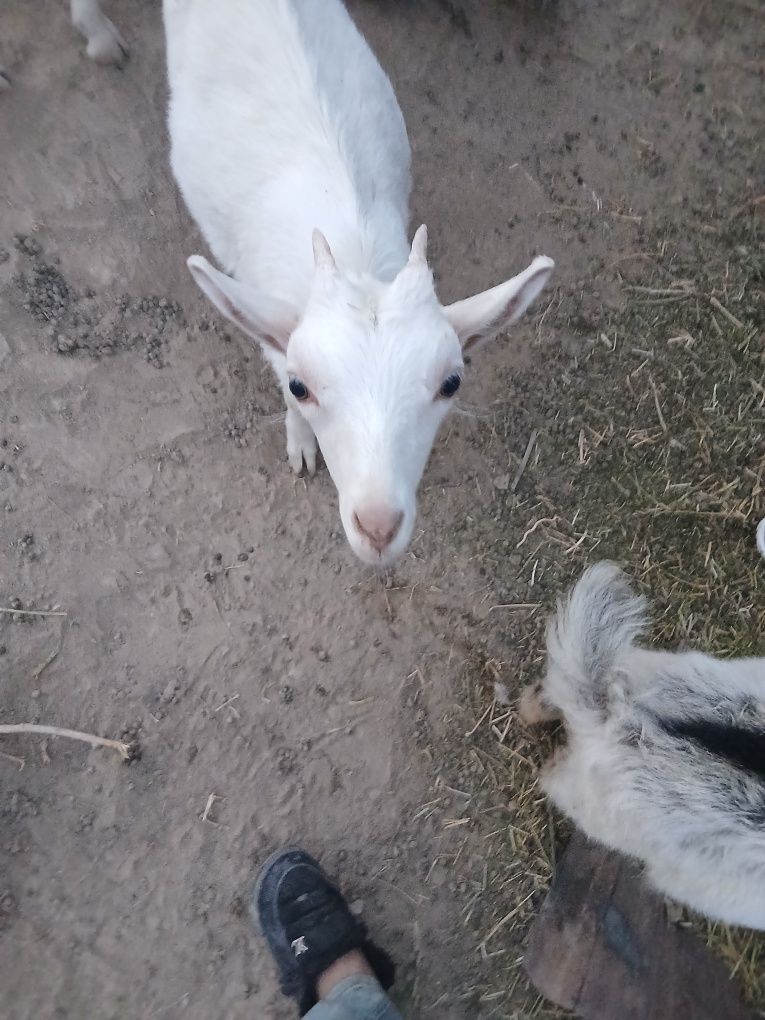 Продаются козлята